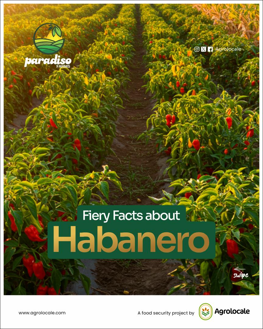 ๐ถ๏ธ Habanero 1