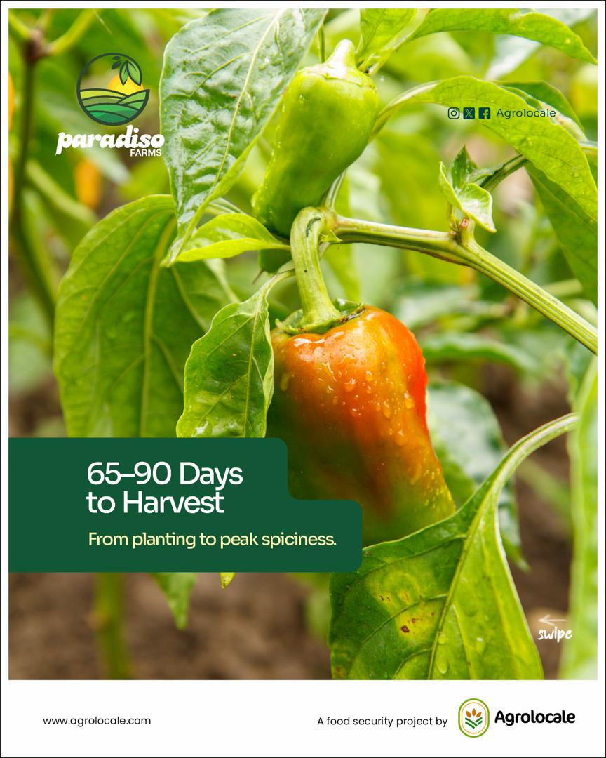 ๐ถ๏ธ Habanero 5